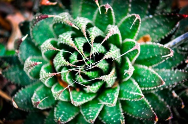 mandala-cactus Nature