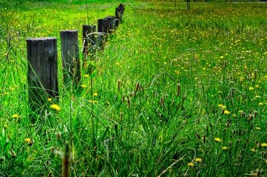 walk-in-the-park Nature