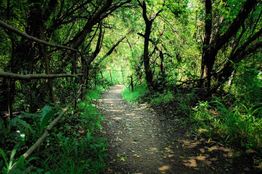 walk-in-the-woods Nature