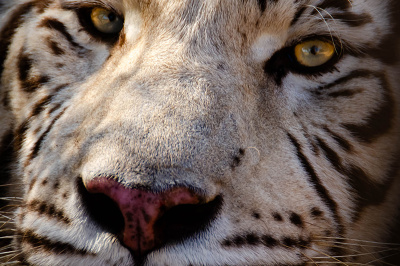 eye-of-the-tiger Eyes of the Tiger