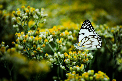 flutter-by Flutter By