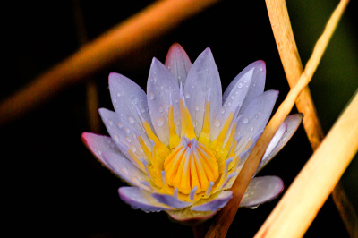 glowing-blue Glowing Blue