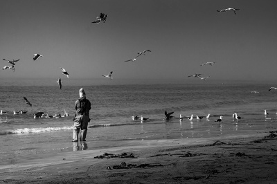 lone-feeder Lone Feeder