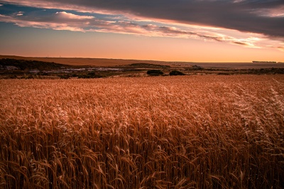 morning-wheaty Morning Wheaty