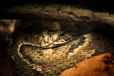 no-rattles No Rattle