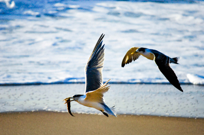 ocean-thief Ocean Thief