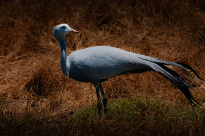 over-my-shoulder Over my Shoulder