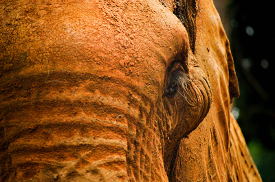 sad-eye_801227440 Sad Eye