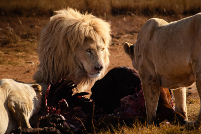 wait-your-turn Wait Your Turn